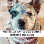 Australian Cattle Dog German Shepherd Mix
