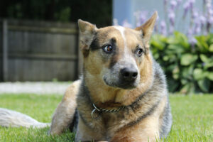 german shepherd blue heeler mix