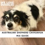 Australian Shepherd Chihuahua Mix