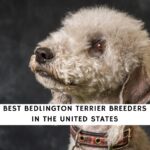 Bedlington Terrier Breeders