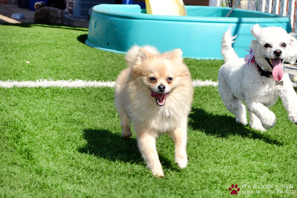 7 Best Dog Daycares in Austin! (2024) We Love Doodles