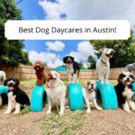Best Dog Daycares in Austin, texas