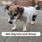 Best Dog Hock Joint Braces