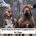 Best Muscle Growth Supplements for Dogs
