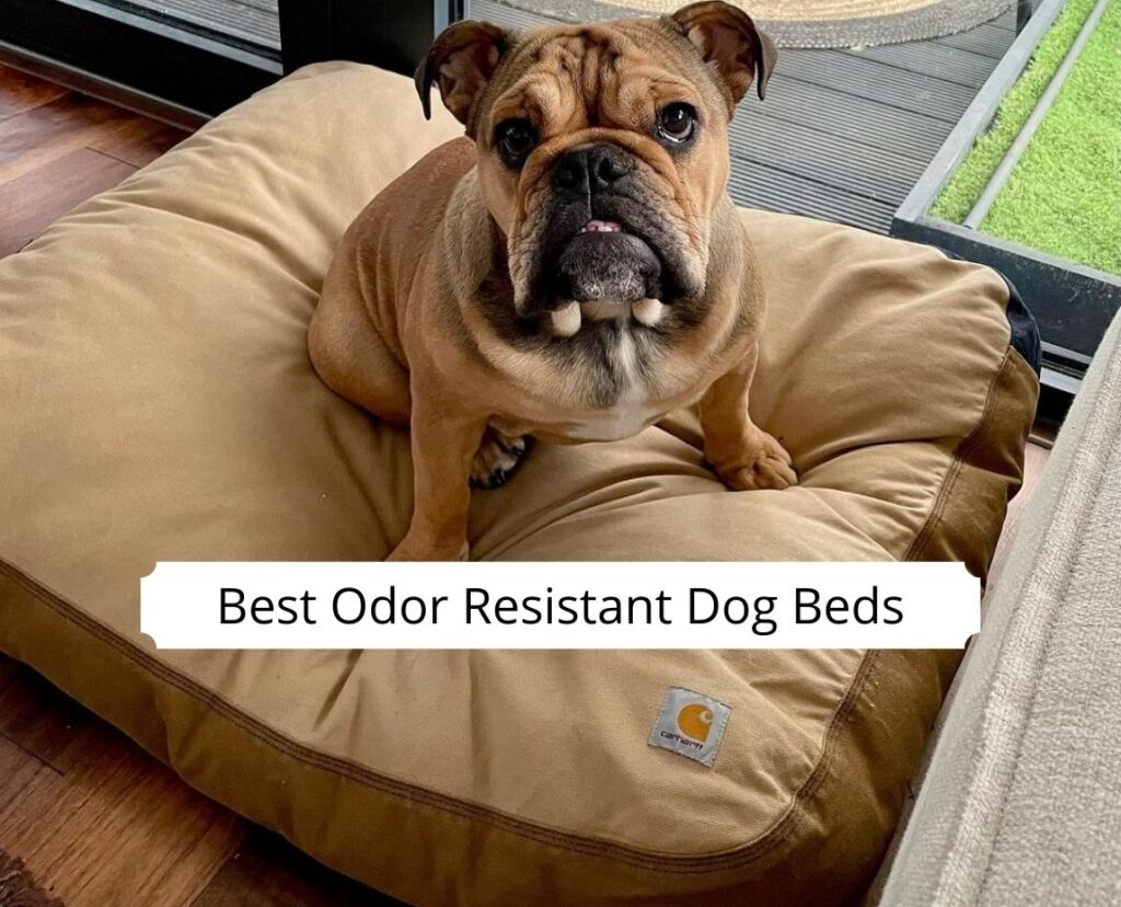 Dog beds cheap odor resistant