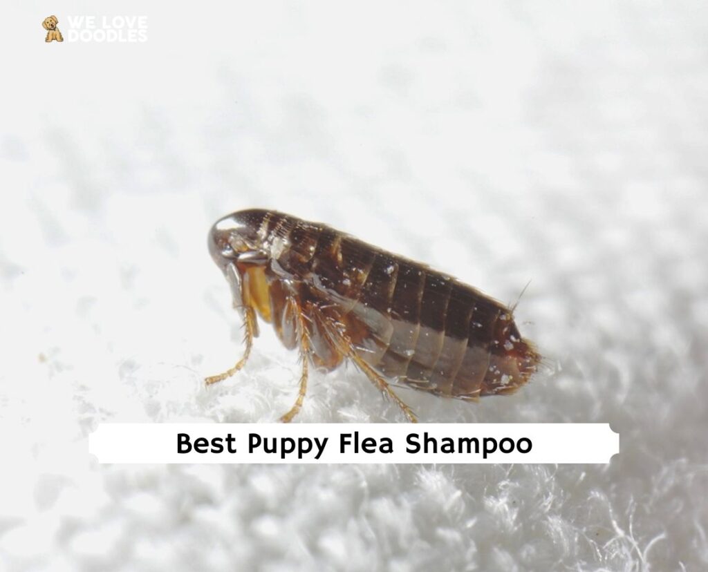 Best Puppy Flea Shampoo