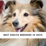 Sheltie Breeders in Ohio