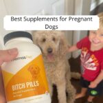 Best Supplements for Pregnant Dogs