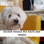 Bichon Poodle Mix