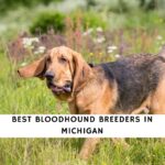 Bloodhound Breeders in Michigan