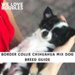 Border Collie Chihuahua Mix