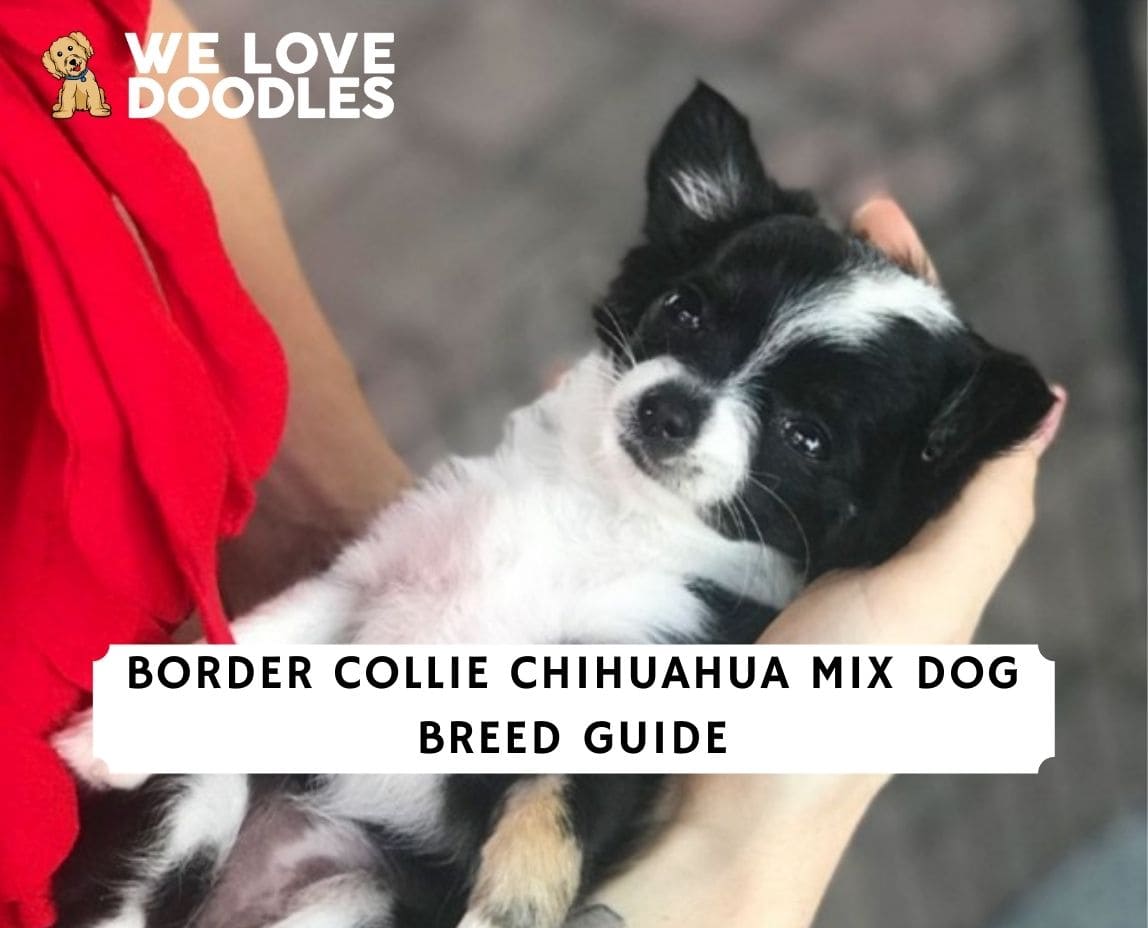 Border collie chihuahua mix best sale for sale