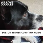 Boston Terrier Corgi Mix
