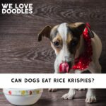 Can Dogs Eat Rice Krispies