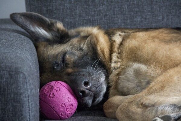 When To Put Down A Dog With Degenerative Myelopathy 2023 We Love 