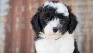 Choosing the Best Sheepadoodle Breeders in Pennsylvania