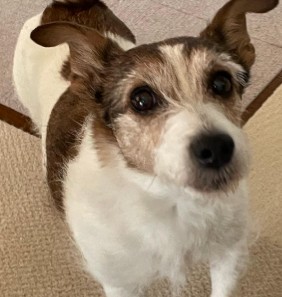 Conclusion For The Best Jack Russell Terrier Breeders in Florida