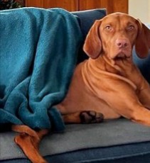 Calvaresi vizsla hot sale ridge kennel