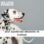 Dalmatian Breeders in Florida