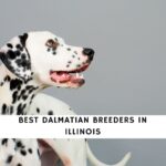 Dalmatian Breeders in Illinois