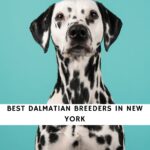 Dalmatian Breeders in New York