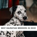 Dalmatian Breeders in Ohio