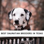 Dalmatian Breeders in Texas