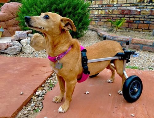 When To Put Down A Dog With Degenerative Myelopathy 2023 We Love 