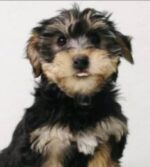 Yorkiepoo Facts, Pictures, and Characteristics! (2023) - We Love Doodles