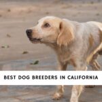 Dog Breeders in California