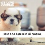 Dog Breeders in Florida