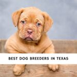 Dog Breeders in Texas