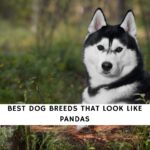 Dog Breeds That Look Like Pandas