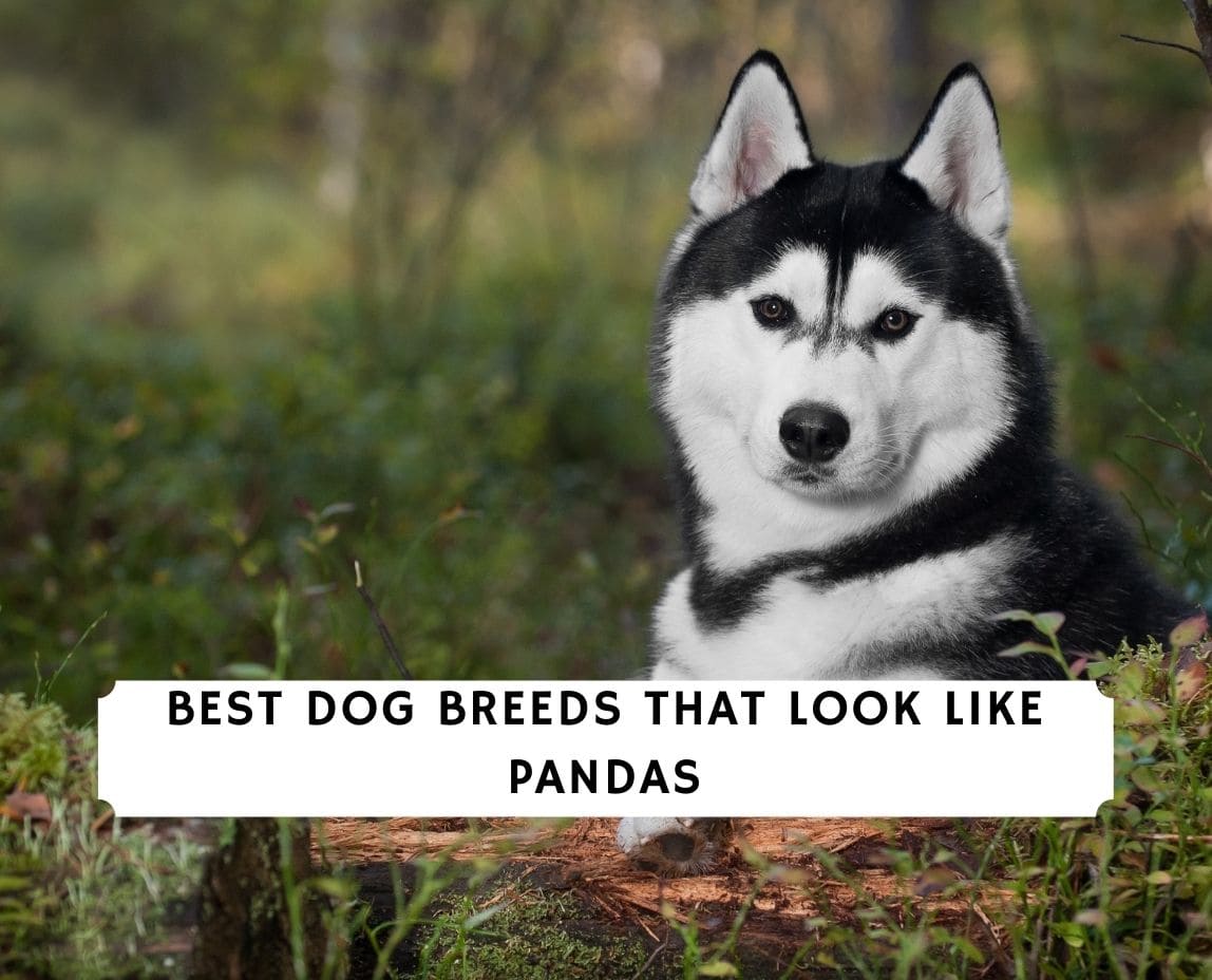 are there dogs that look like pandas