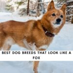 Dog Breeds That Look Like a Fox