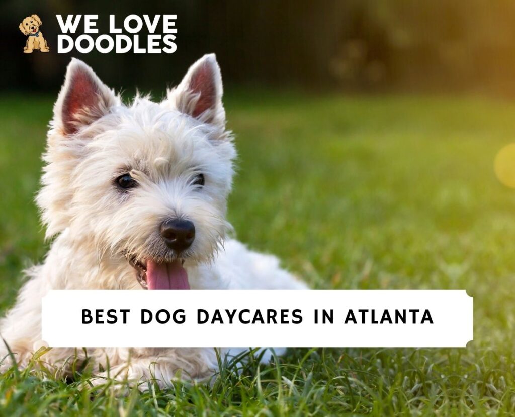 9-best-dog-daycares-in-atlanta-2023-we-love-doodles