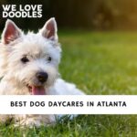 Dog Daycares in Atlanta