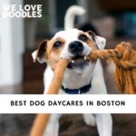 Dog Daycares in Boston