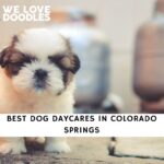 Dog Daycares in Colorado Springs