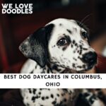Dog Daycares in Columbus Ohio