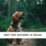 Dog Daycares in Dallas