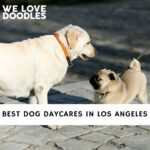Dog Daycares in Los Angeles
