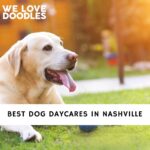 Dog Daycares in Nashville