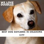 Dog Daycares in Oklahoma City