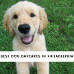 Dog Daycares in Philadelphia
