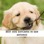 Dog Daycares in San Antonio
