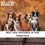 Dog Daycares in San Francisco