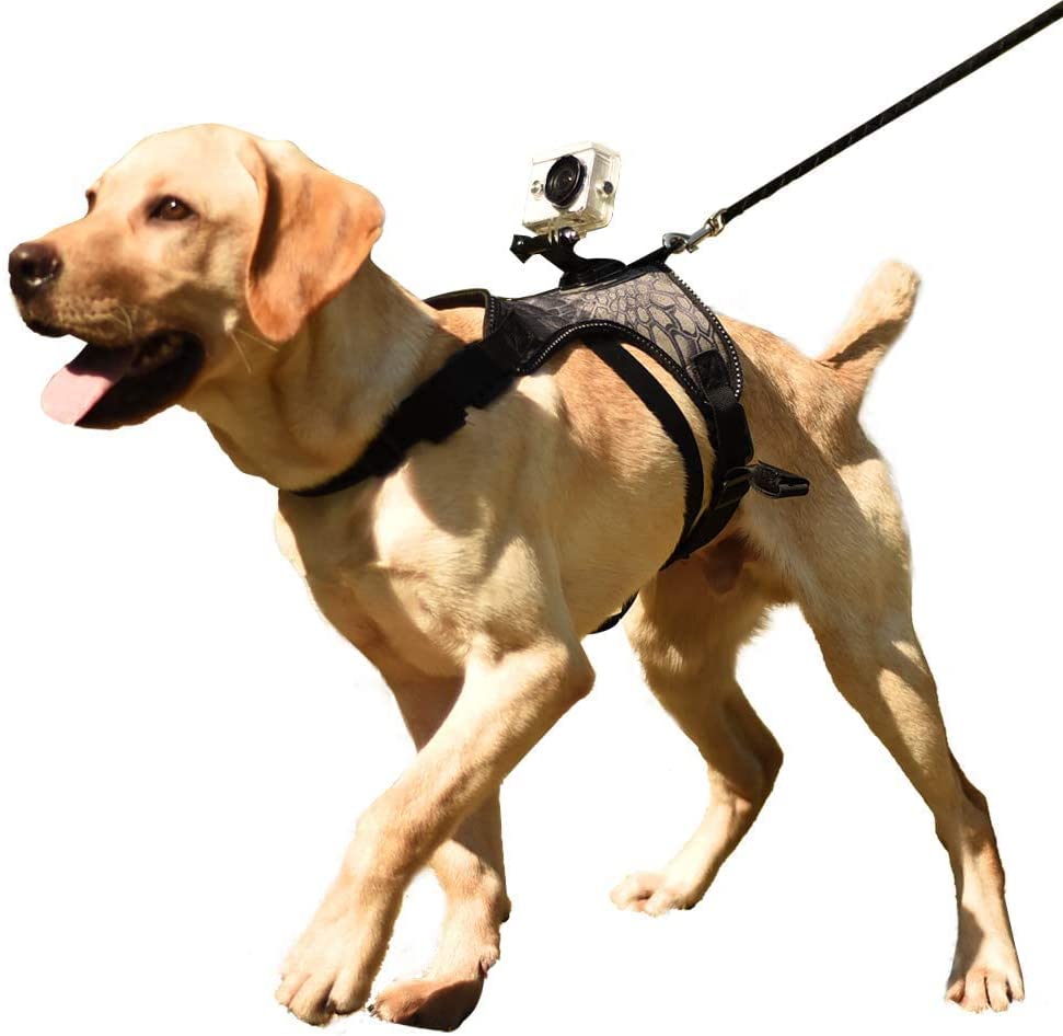 The 5 Best Go Pro Dog Harnesses! - We Love Doodles
