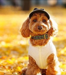 are doxiepoo the most intelligent dogs