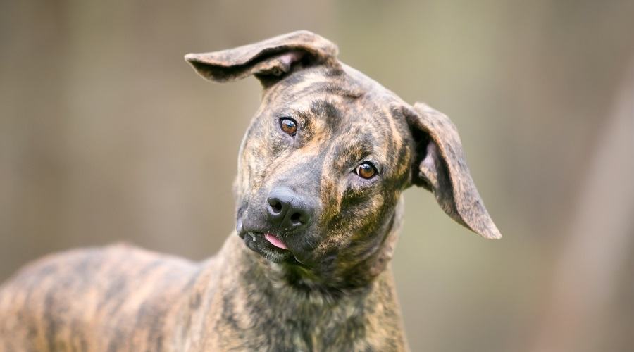 100 Best Brindle Dog Names That Are Good! (2024) We Love Doodles
